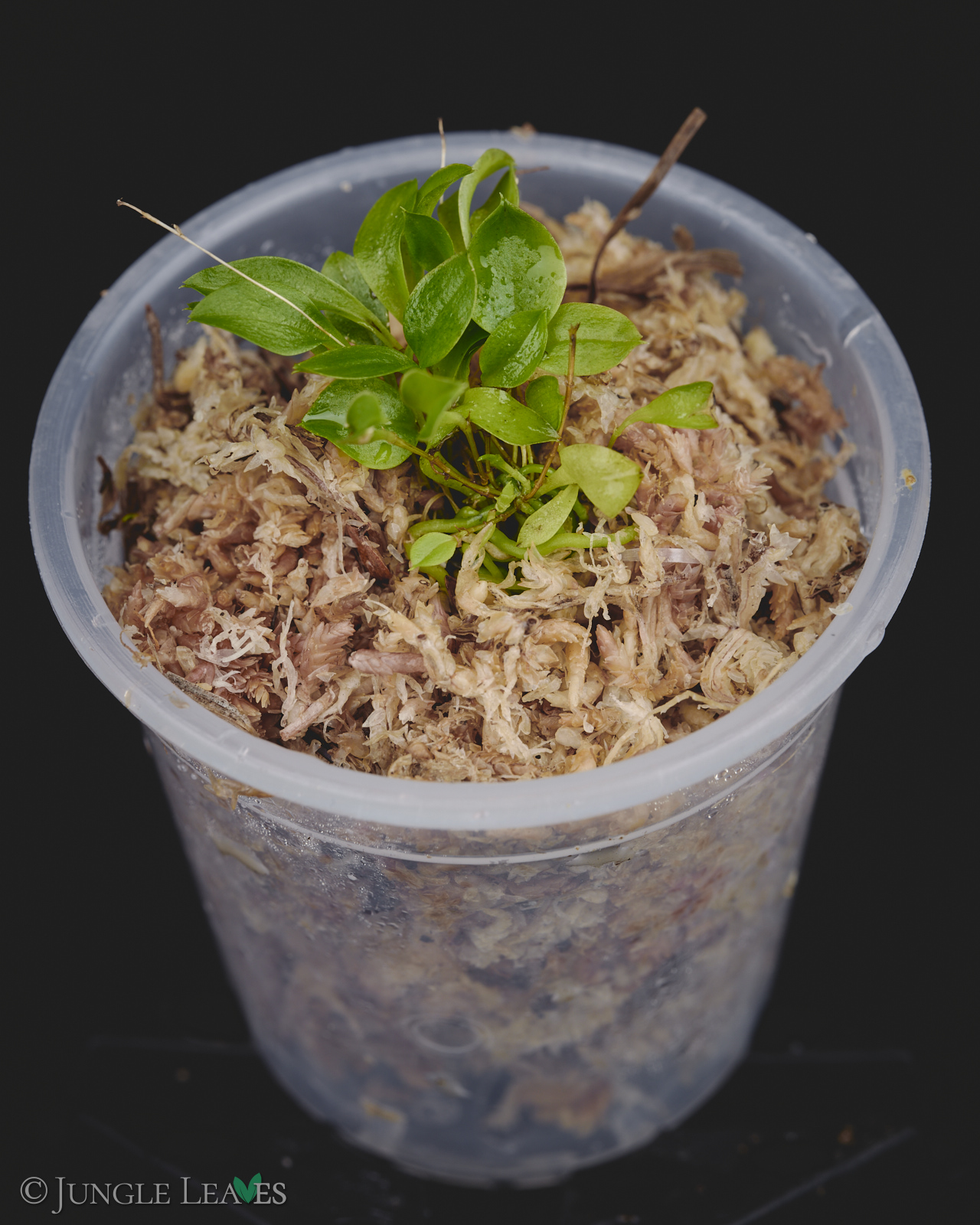 Lepanthes telipogoniflora – Bild 3