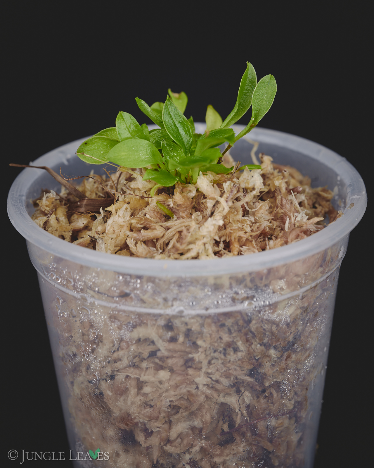 Lepanthes telipogoniflora – Bild 2