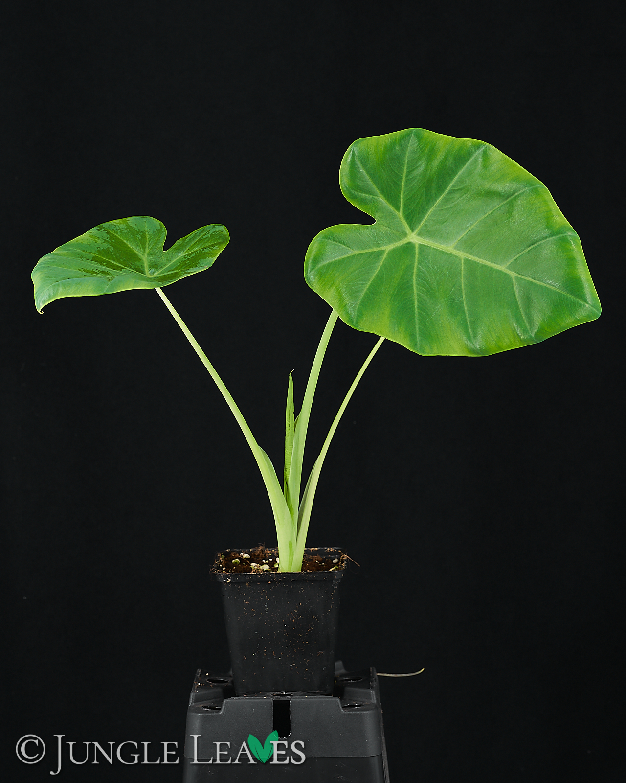 Leucocasia gigantea ‚Laosy Giant‘