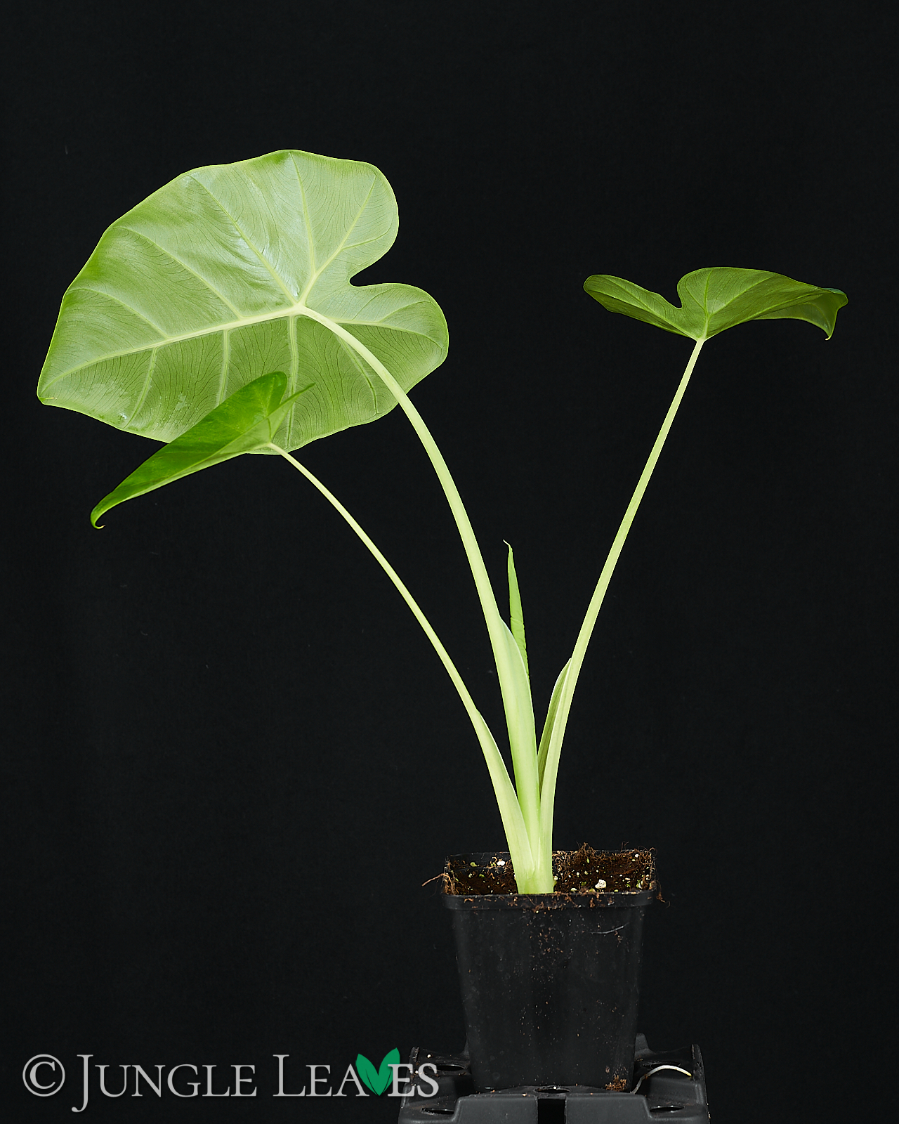 Leucocasia gigantea ‚Laosy Giant‘ – Bild 2