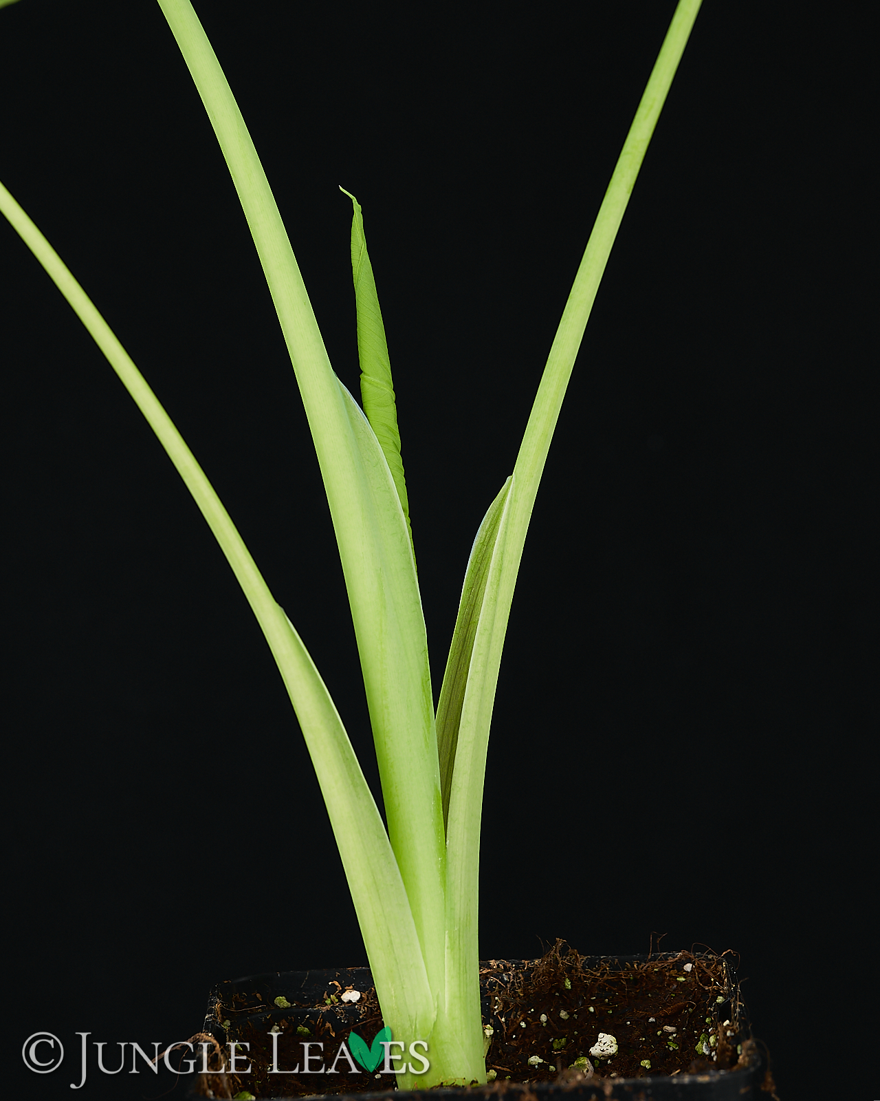 Leucocasia gigantea ‚Laosy Giant‘ – Bild 3