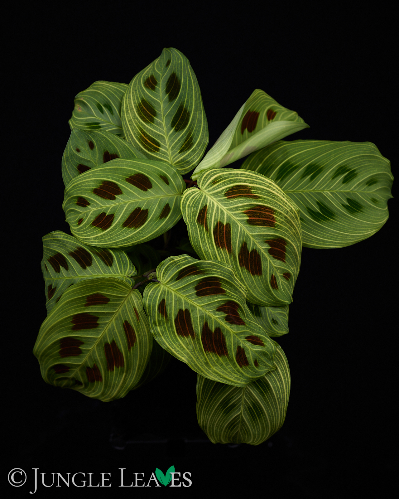 Maranta leuconeura ‚Fantasy‘ / ‚Light veins‘