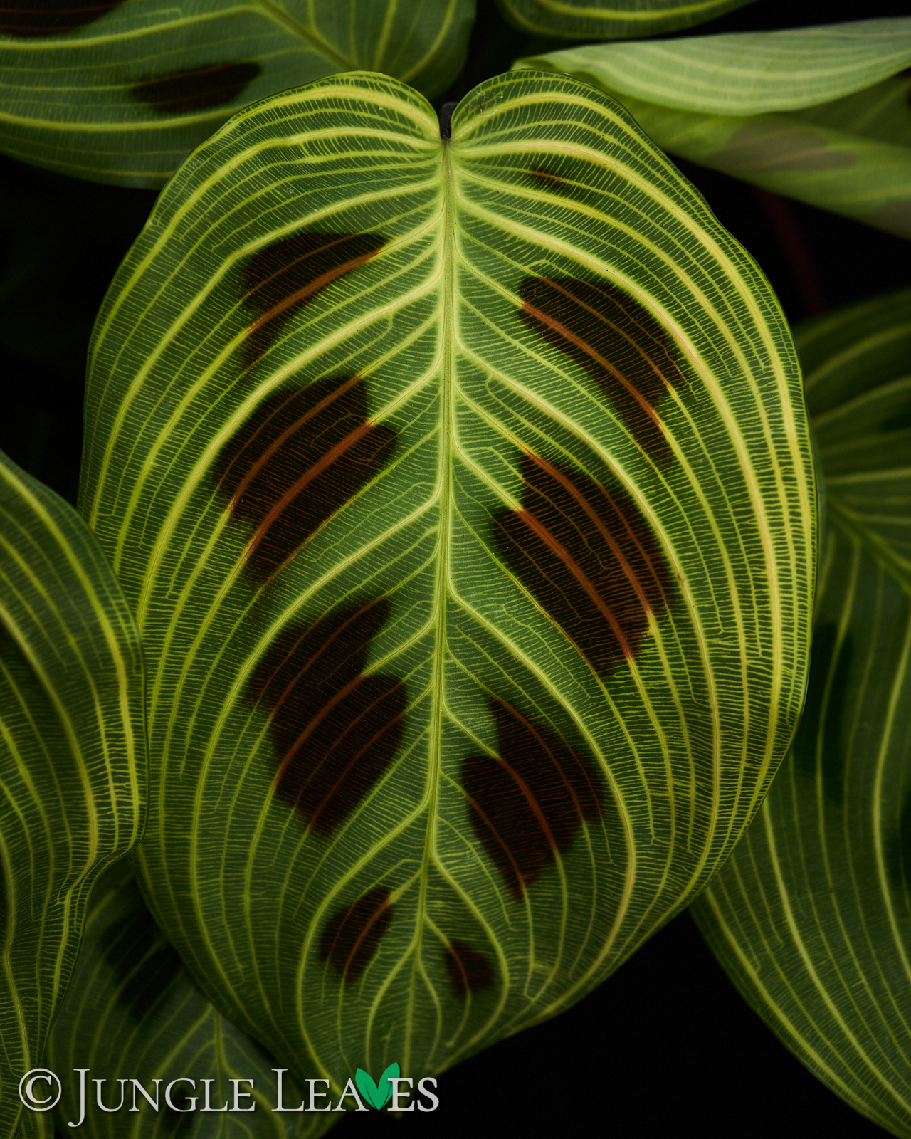 Maranta leuconeura ‚Fantasy‘ / ‚Light veins‘ – Bild 2