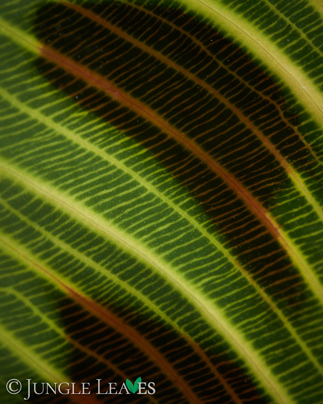 Maranta leuconeura ‚Fantasy‘ / ‚Light veins‘ – Bild 3