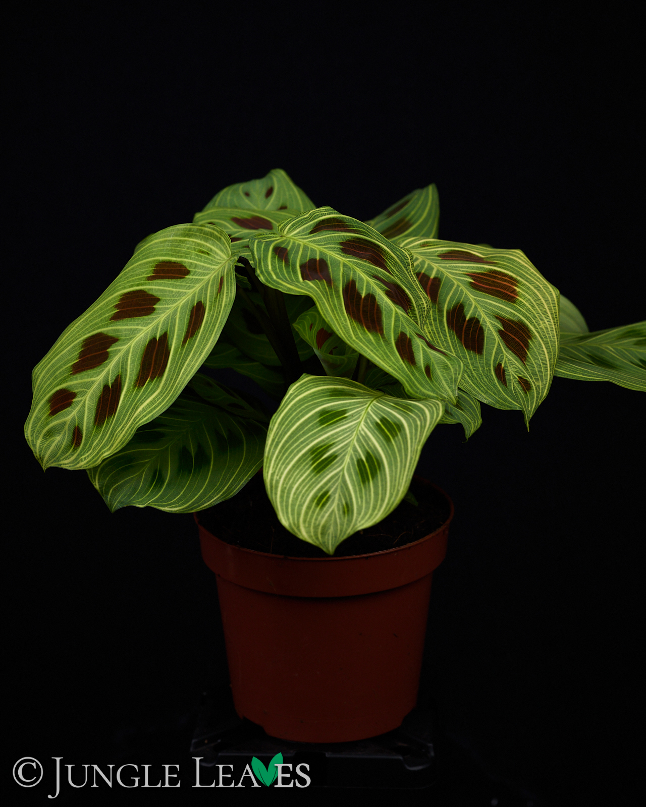 Maranta leuconeura ‚Fantasy‘ / ‚Light veins‘ – Bild 4