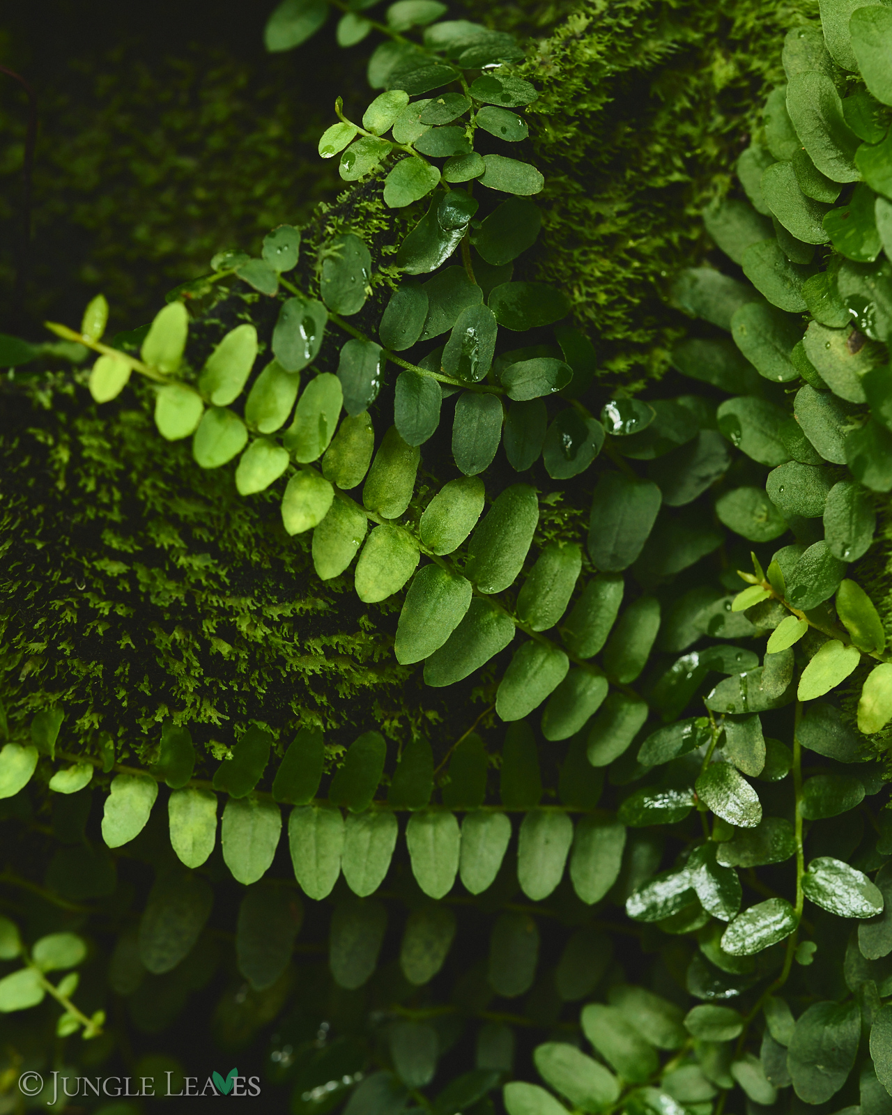 Marcgravia sp. Peru – Bild 2