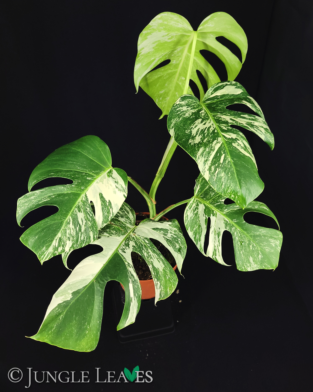 Monstera deliciosa ‚variegata‘