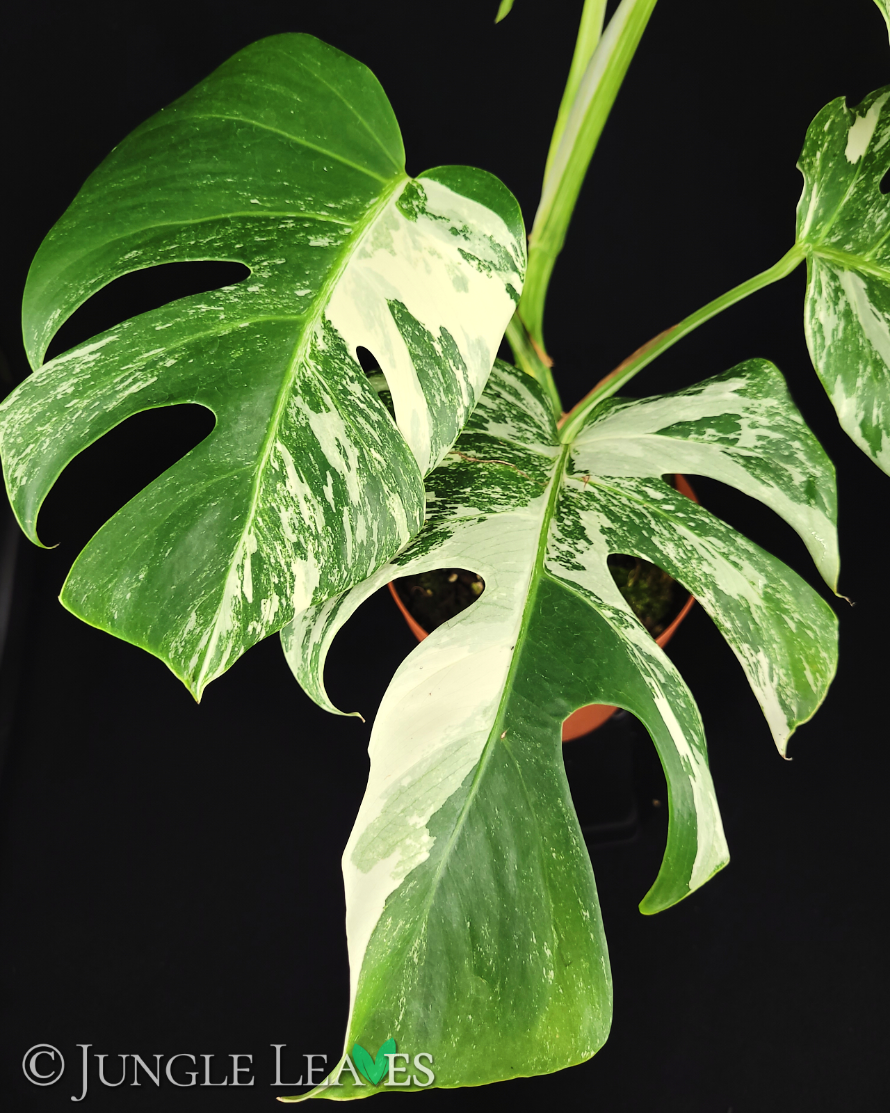 Monstera deliciosa ‚variegata‘ – Bild 2