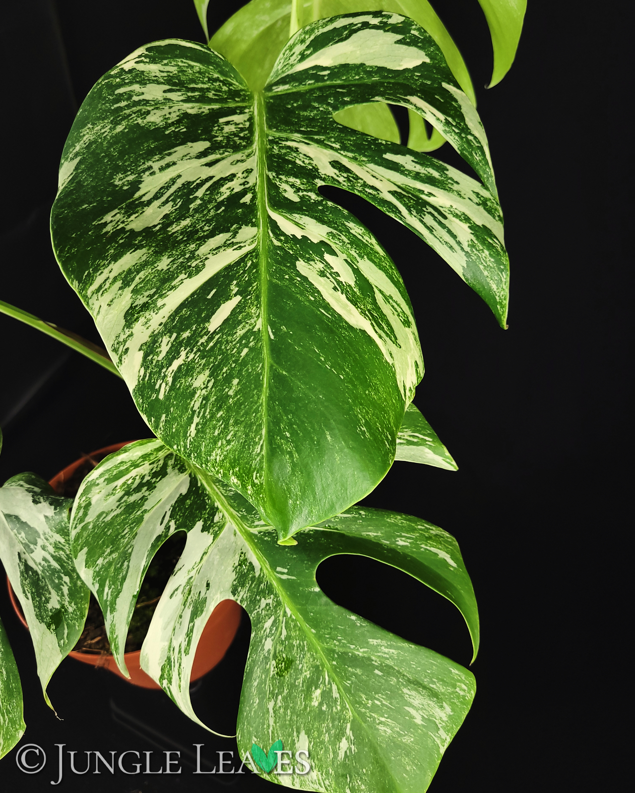Monstera deliciosa ‚variegata‘ – Bild 3
