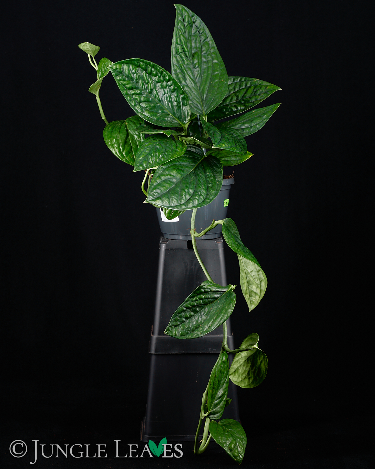 Monstera sp. ‚Peru‘ (Monstera Karstenianum) – Bild 5