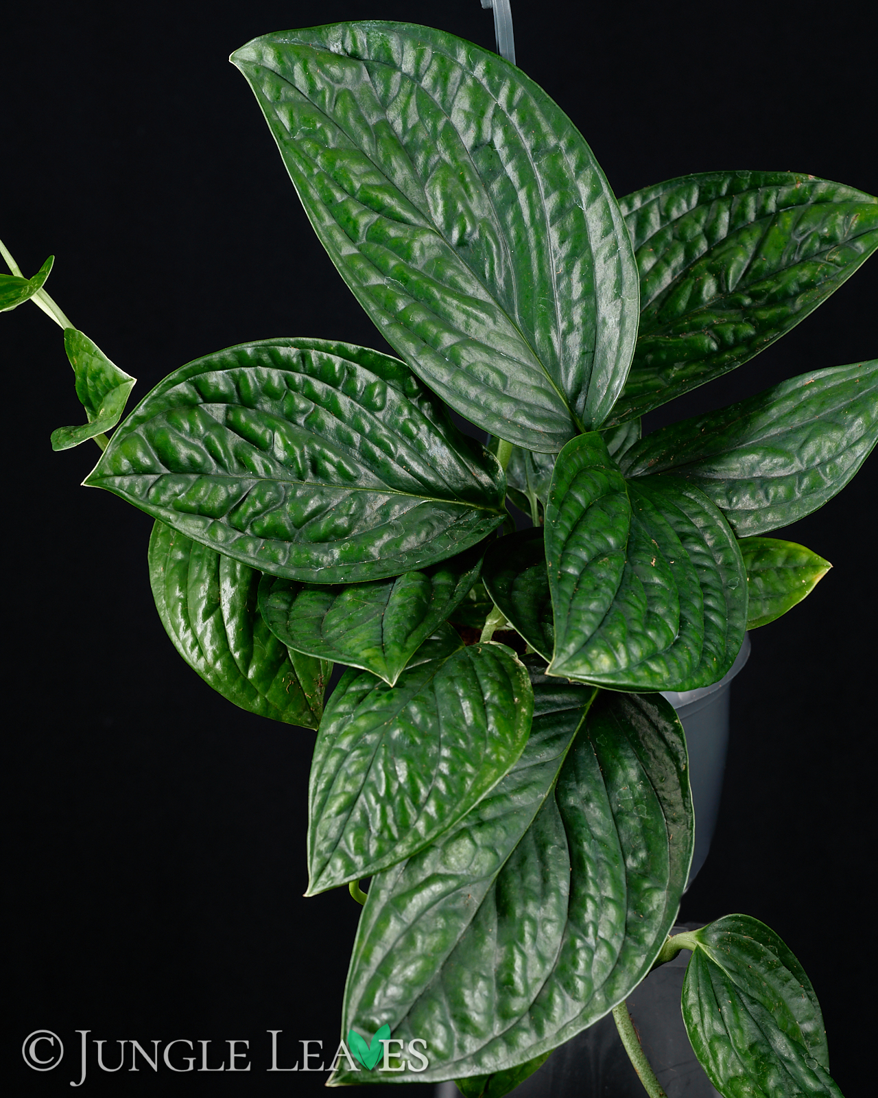 Monstera sp. ‚Peru‘ (Monstera Karstenianum) – Bild 2