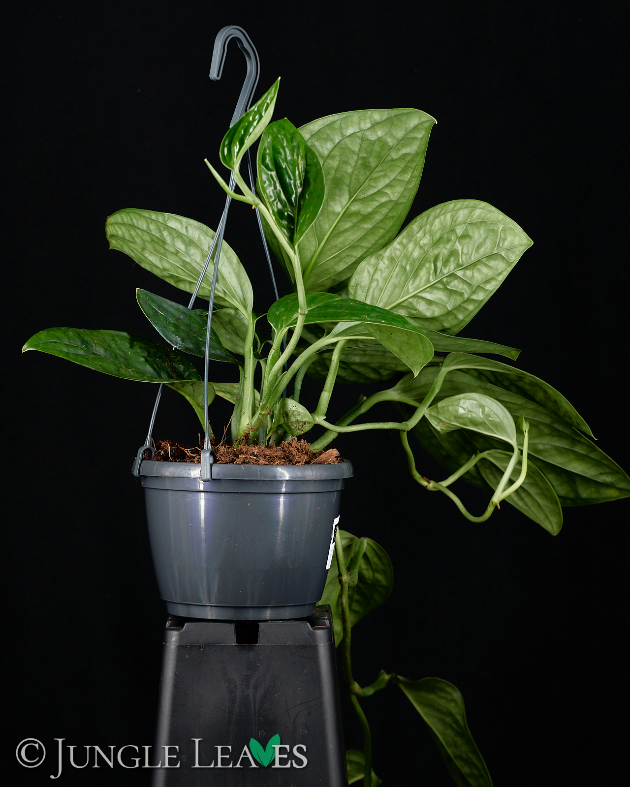 Monstera sp. ‚Peru‘ (Monstera Karstenianum) – Bild 7