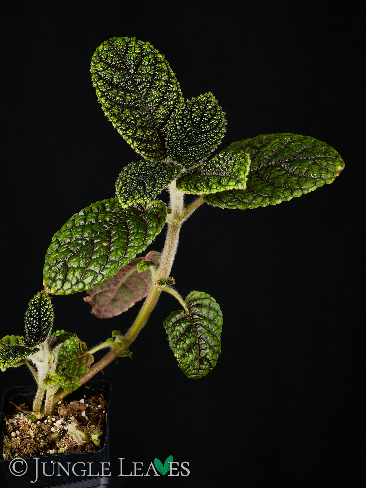 Nautilocalyx sp. ‚Ecuador‘ – Bild 6