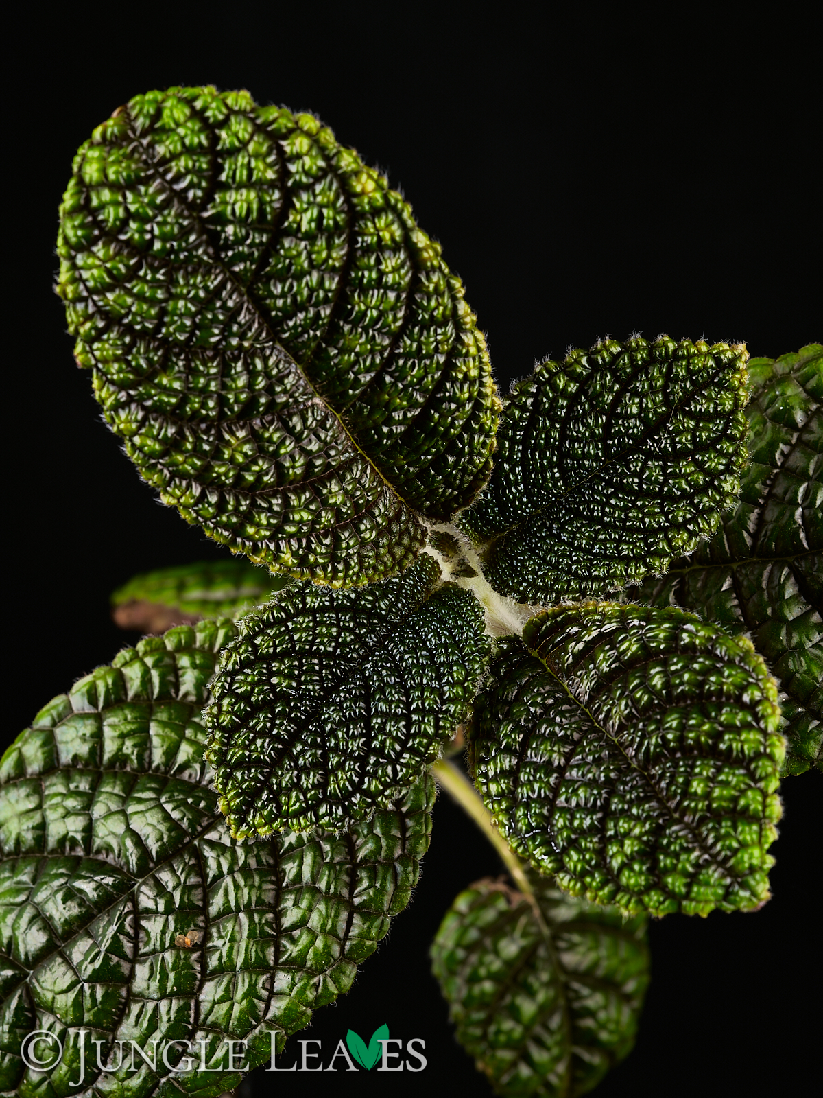 Nautilocalyx sp. ‚Ecuador‘ – Bild 2
