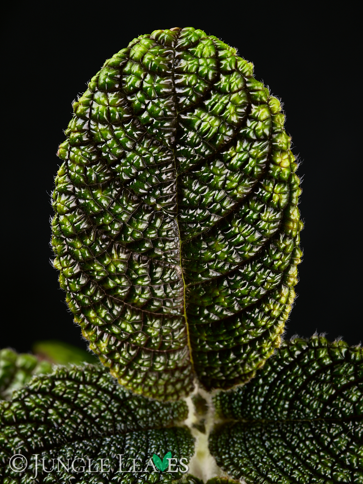 Nautilocalyx sp. ‚Ecuador‘