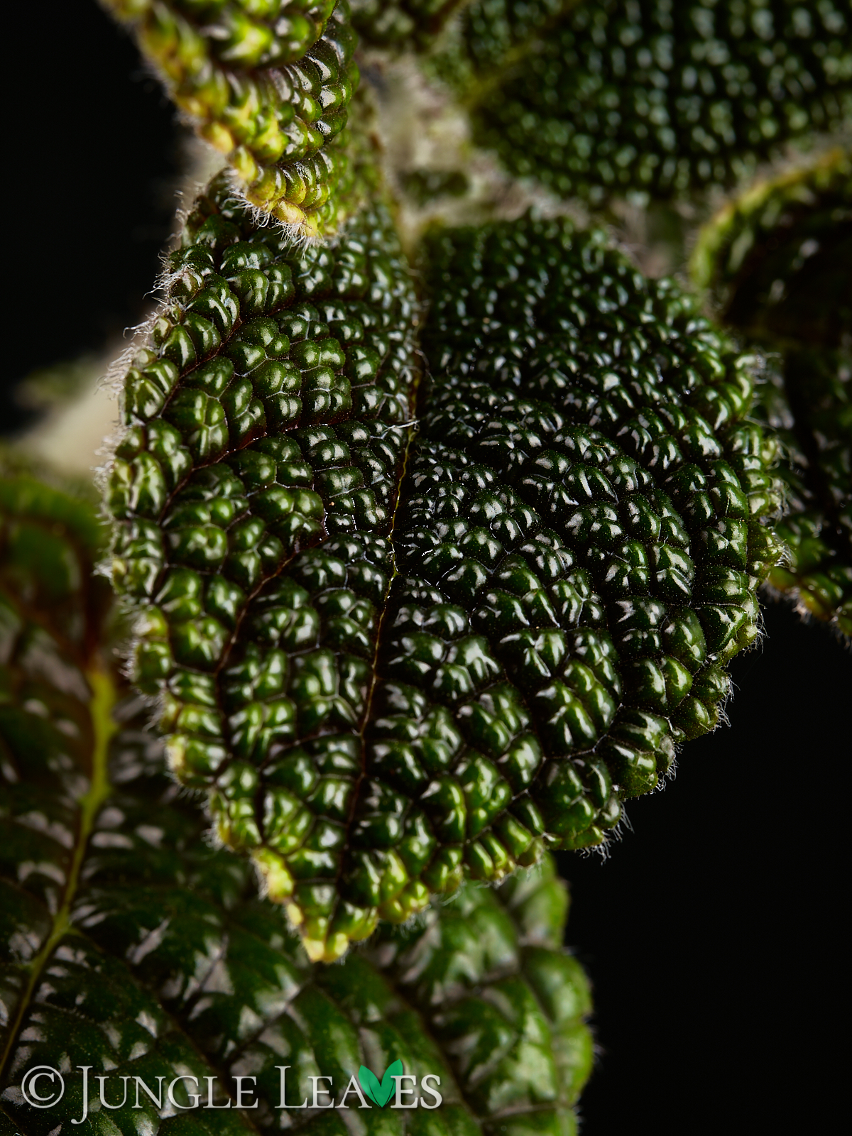 Nautilocalyx sp. ‚Ecuador‘ – Bild 7