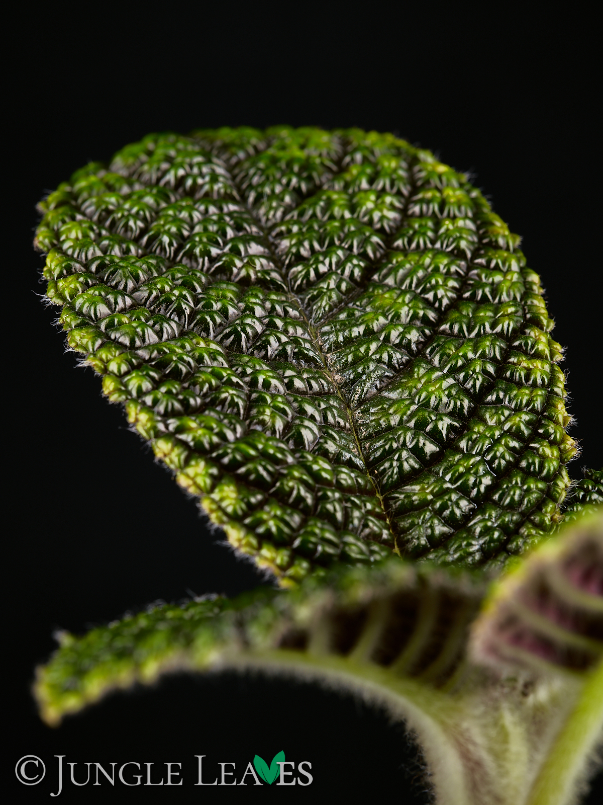 Nautilocalyx sp. ‚Ecuador‘ – Bild 4