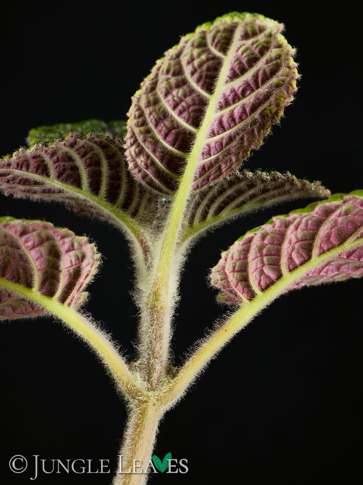 Nautilocalyx sp. ‚Ecuador‘ – Bild 3