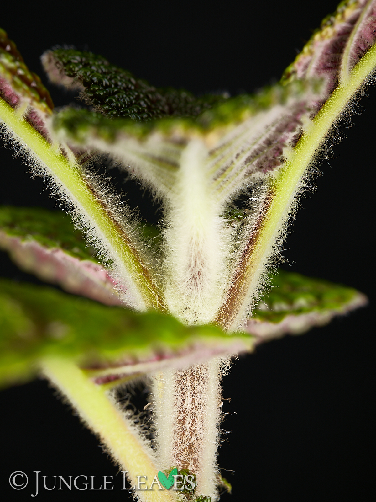 Nautilocalyx sp. ‚Ecuador‘ – Bild 5