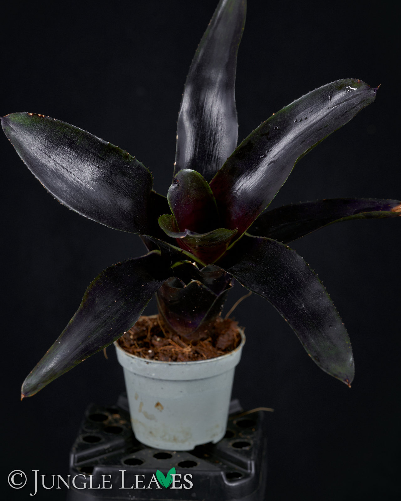 Neoregelia ‚Deep Purple‘ – Bild 2