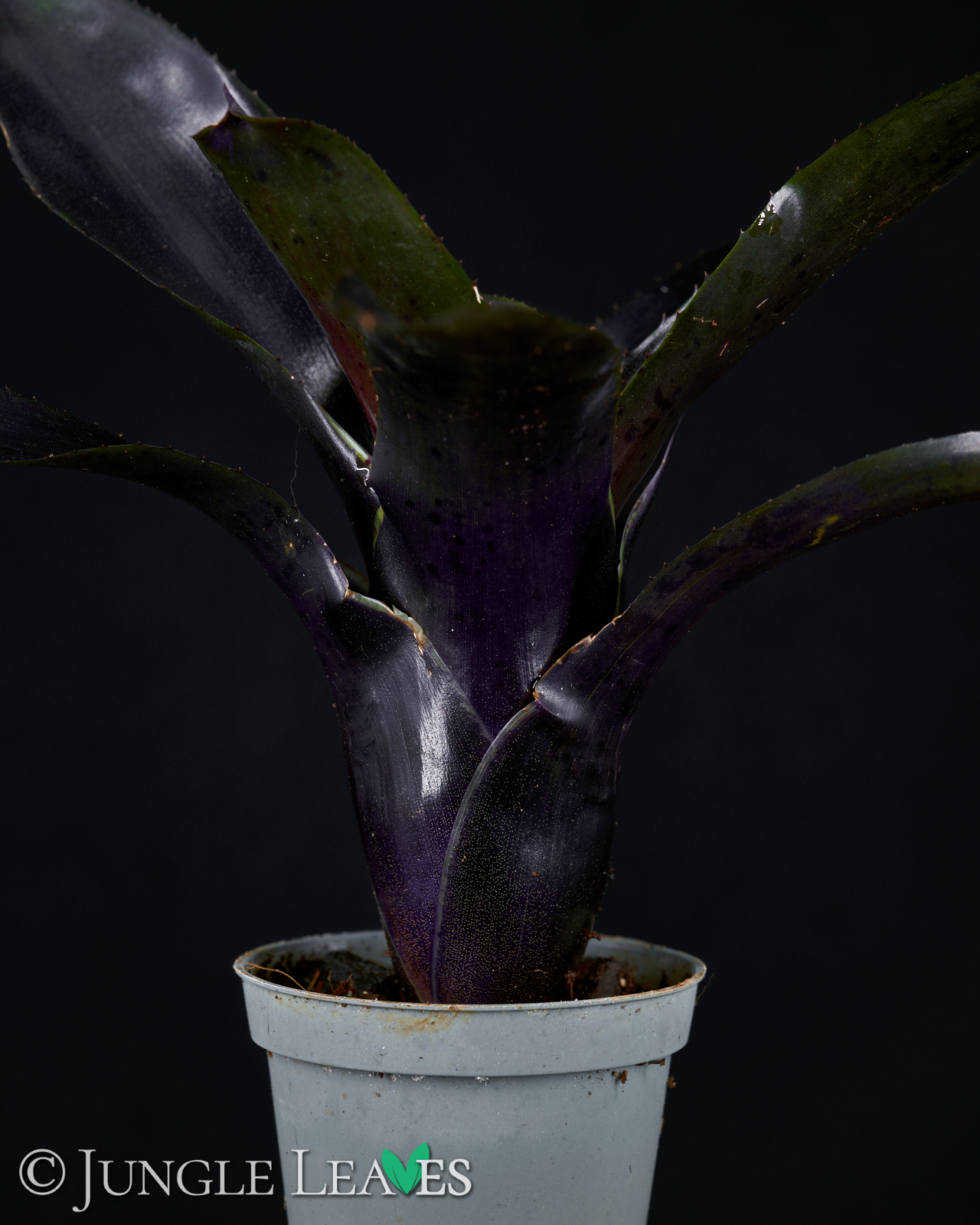 Neoregelia ‚Deep Purple‘ – Bild 3