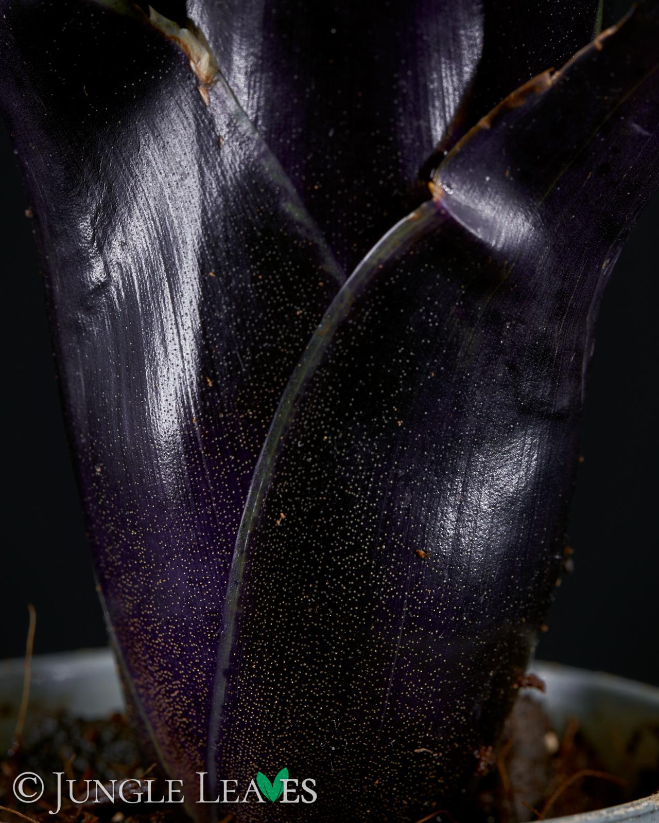 Neoregelia ‚Deep Purple‘ – Bild 4