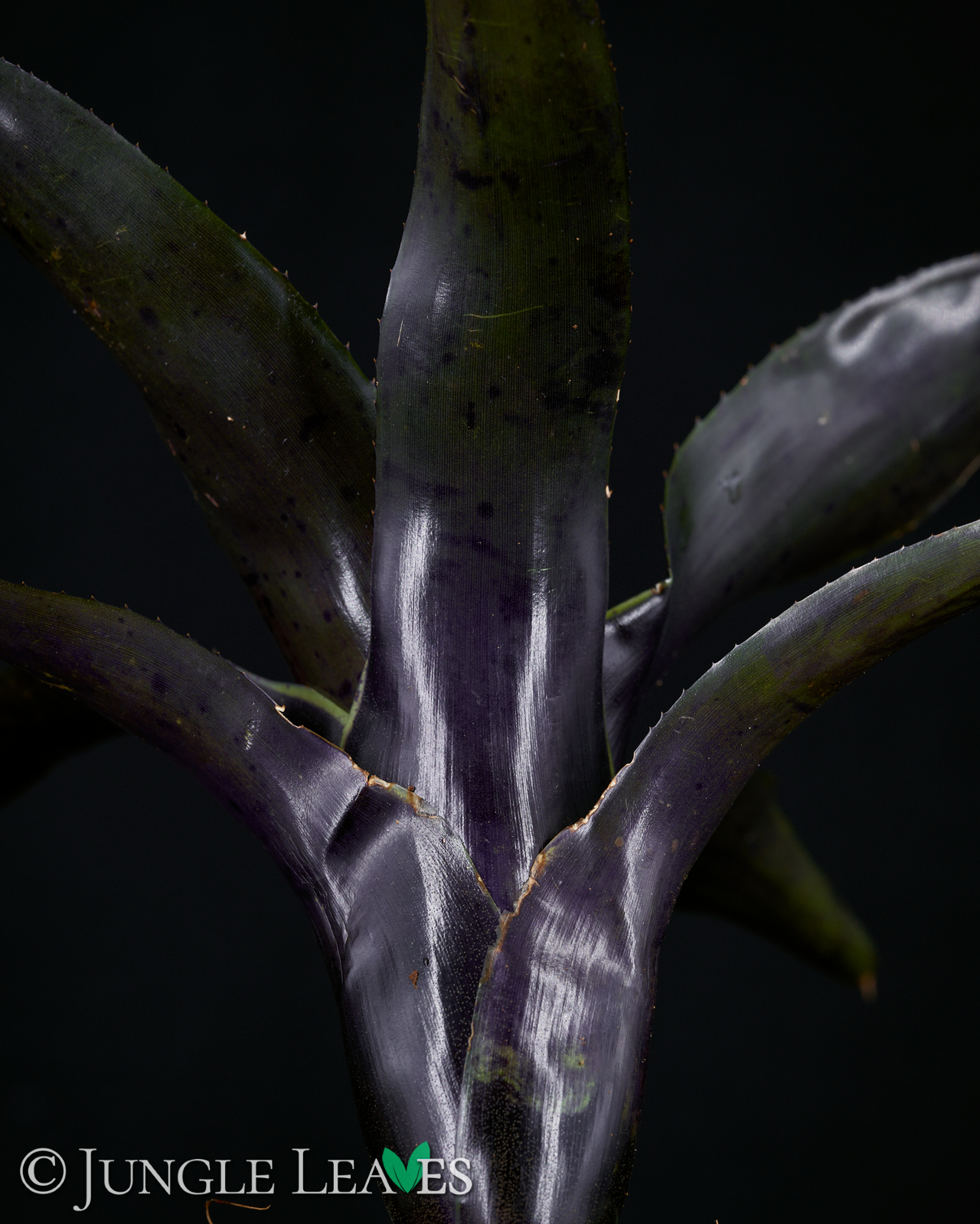 Neoregelia ‚Deep Purple‘