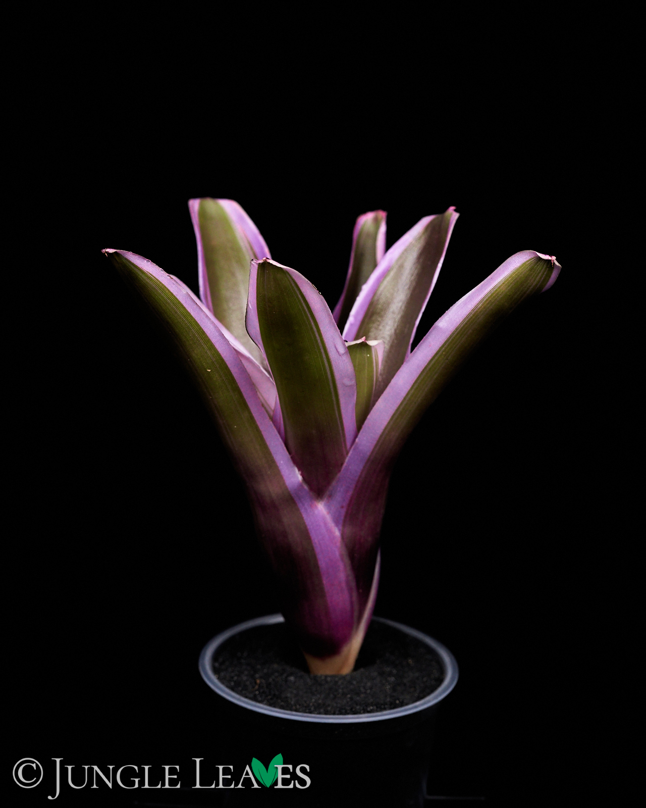 Neoregelia sp. ‚Mini Pink‘ – Bild 4