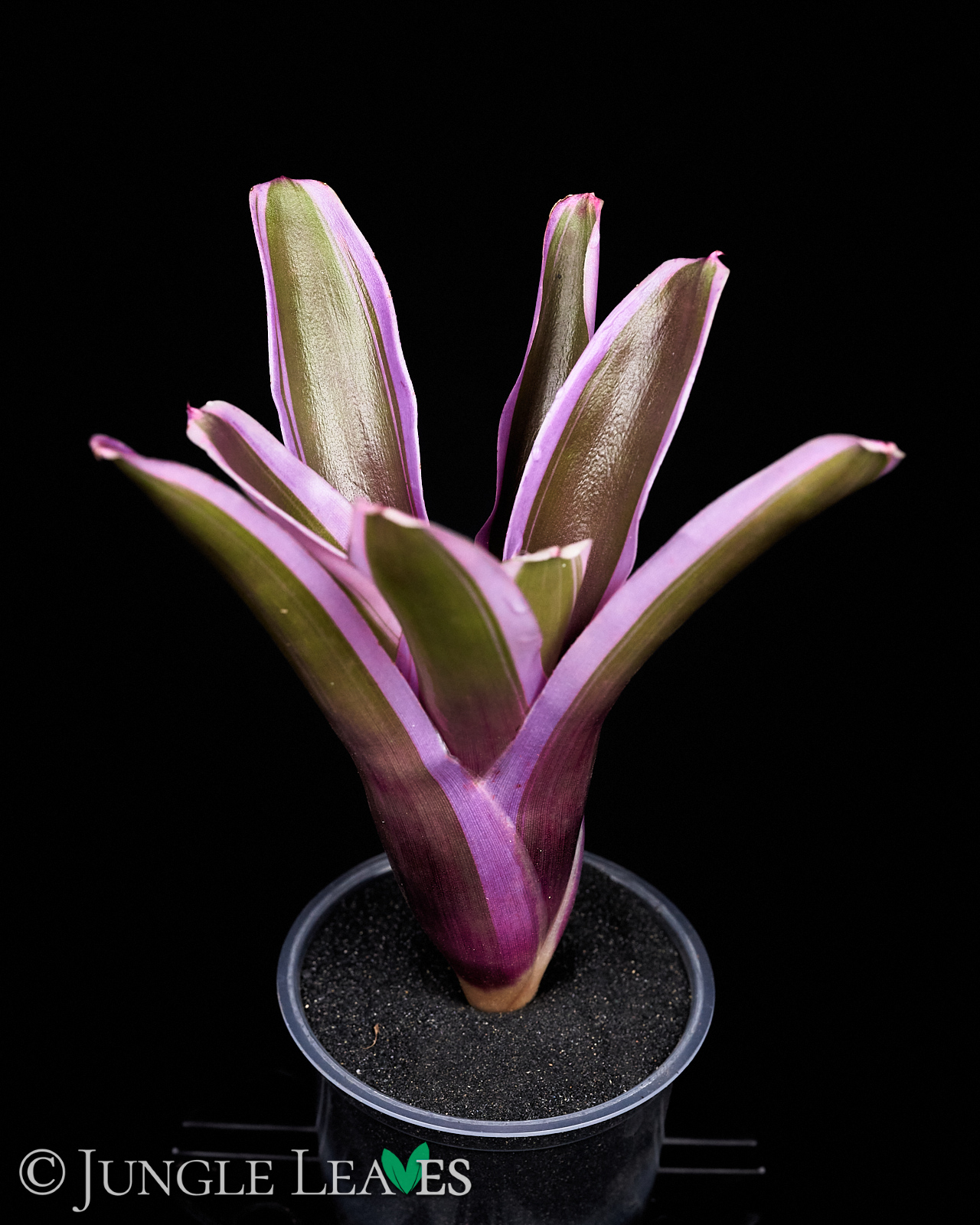 Neoregelia sp. ‚Mini Pink‘