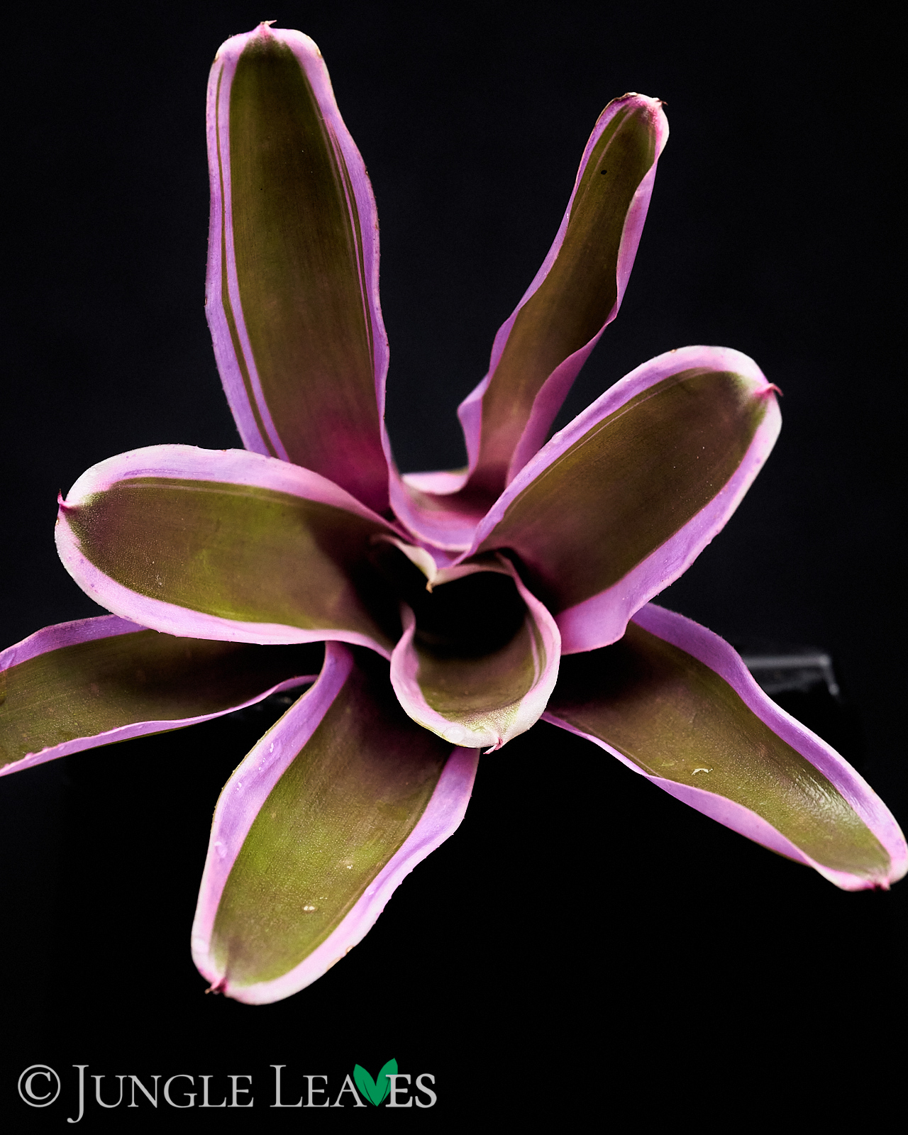 Neoregelia sp. ‚Mini Pink‘ – Bild 2