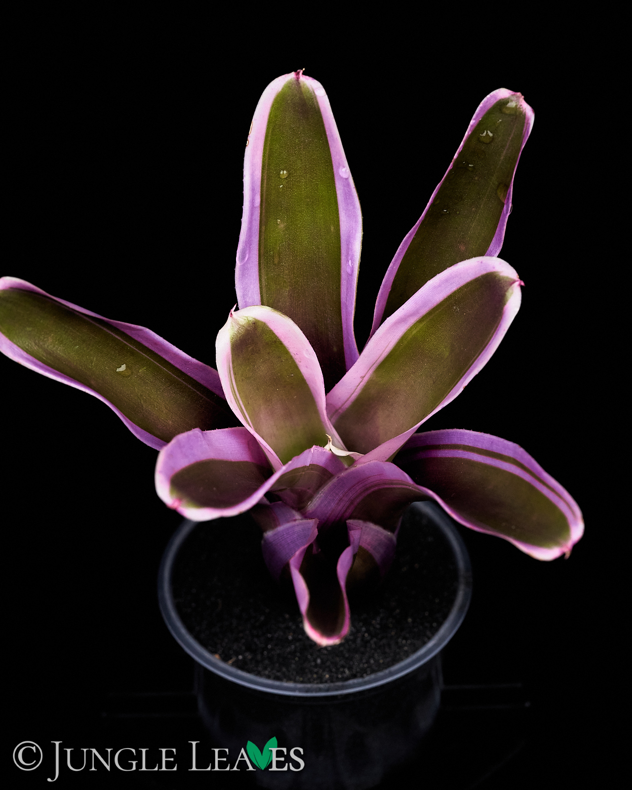 Neoregelia sp. ‚Mini Pink‘ – Bild 3