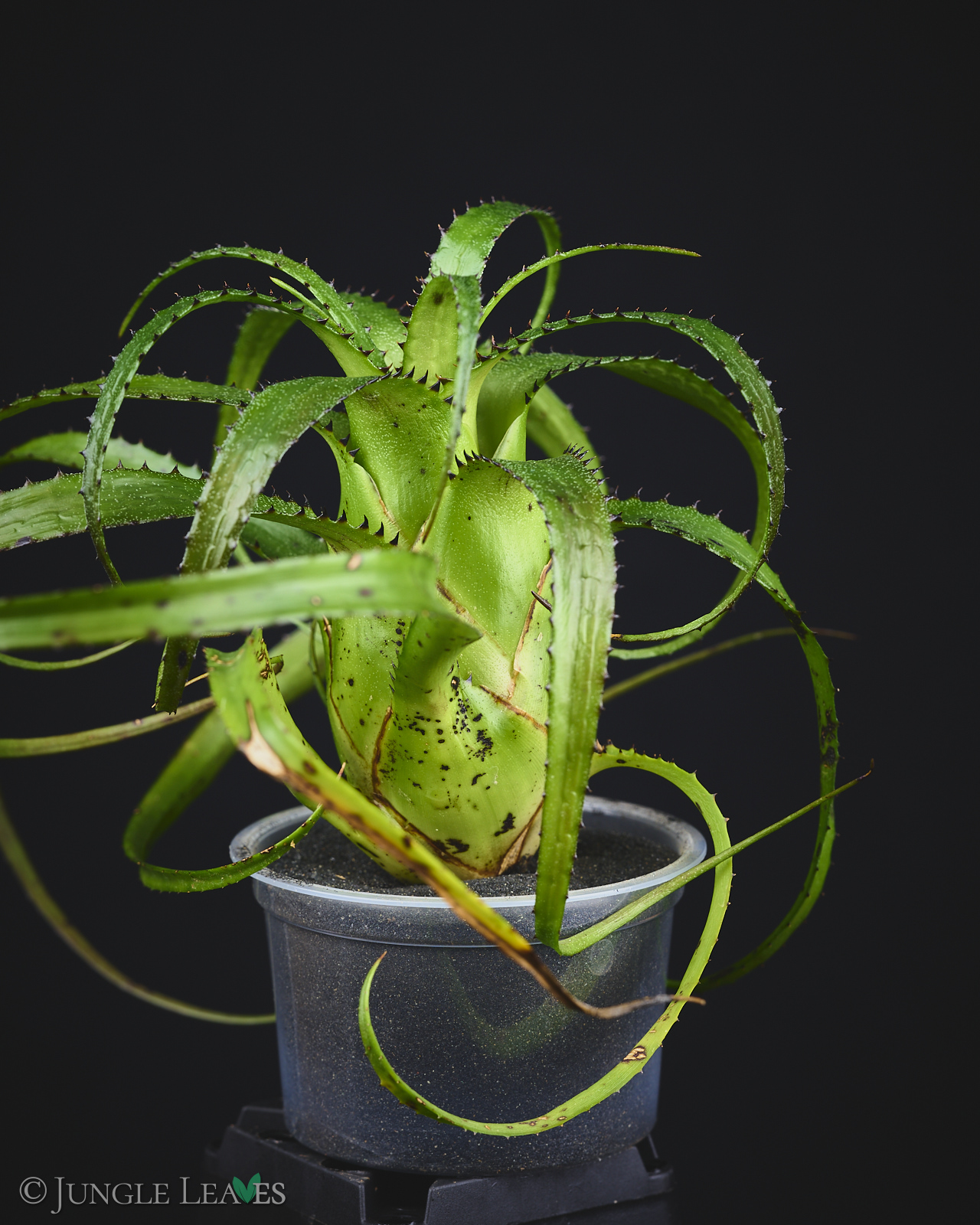 Neoregelia pendula (Hylaeaicum pendulum) – Bild 4