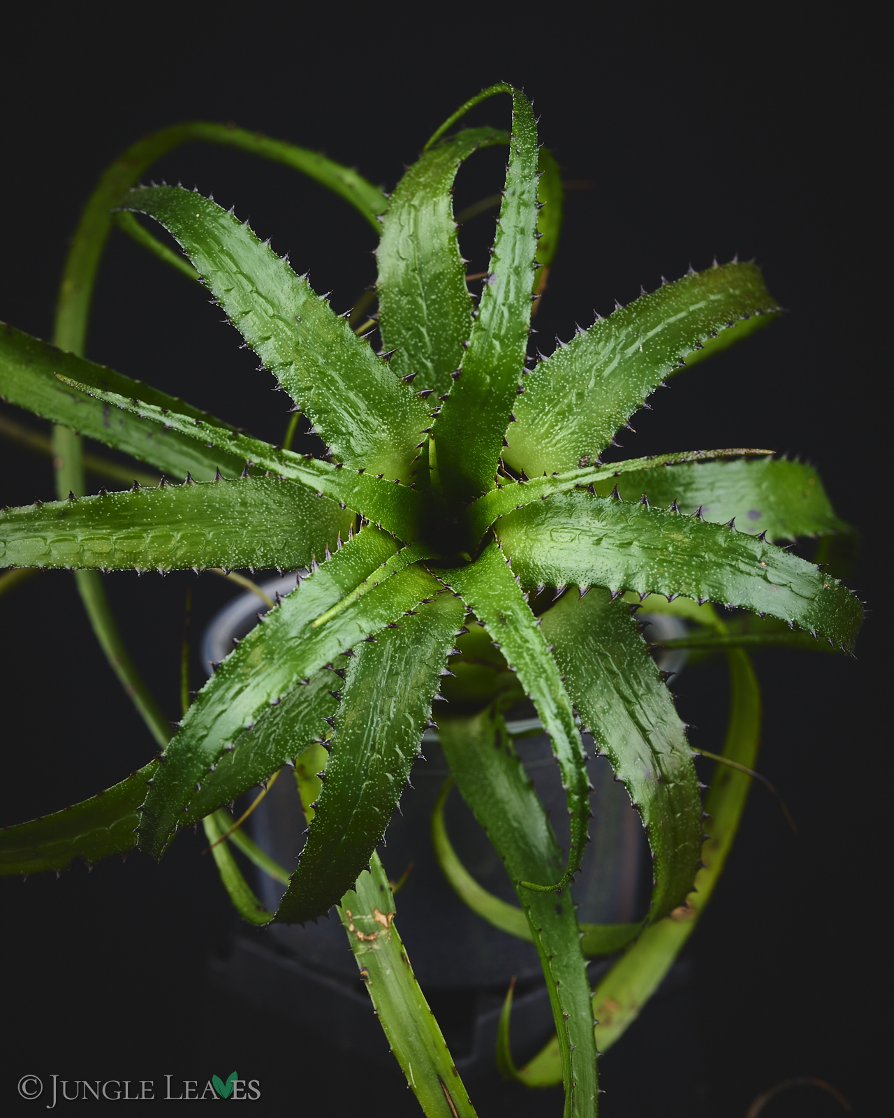 Neoregelia pendula (Hylaeaicum pendulum) – Bild 2