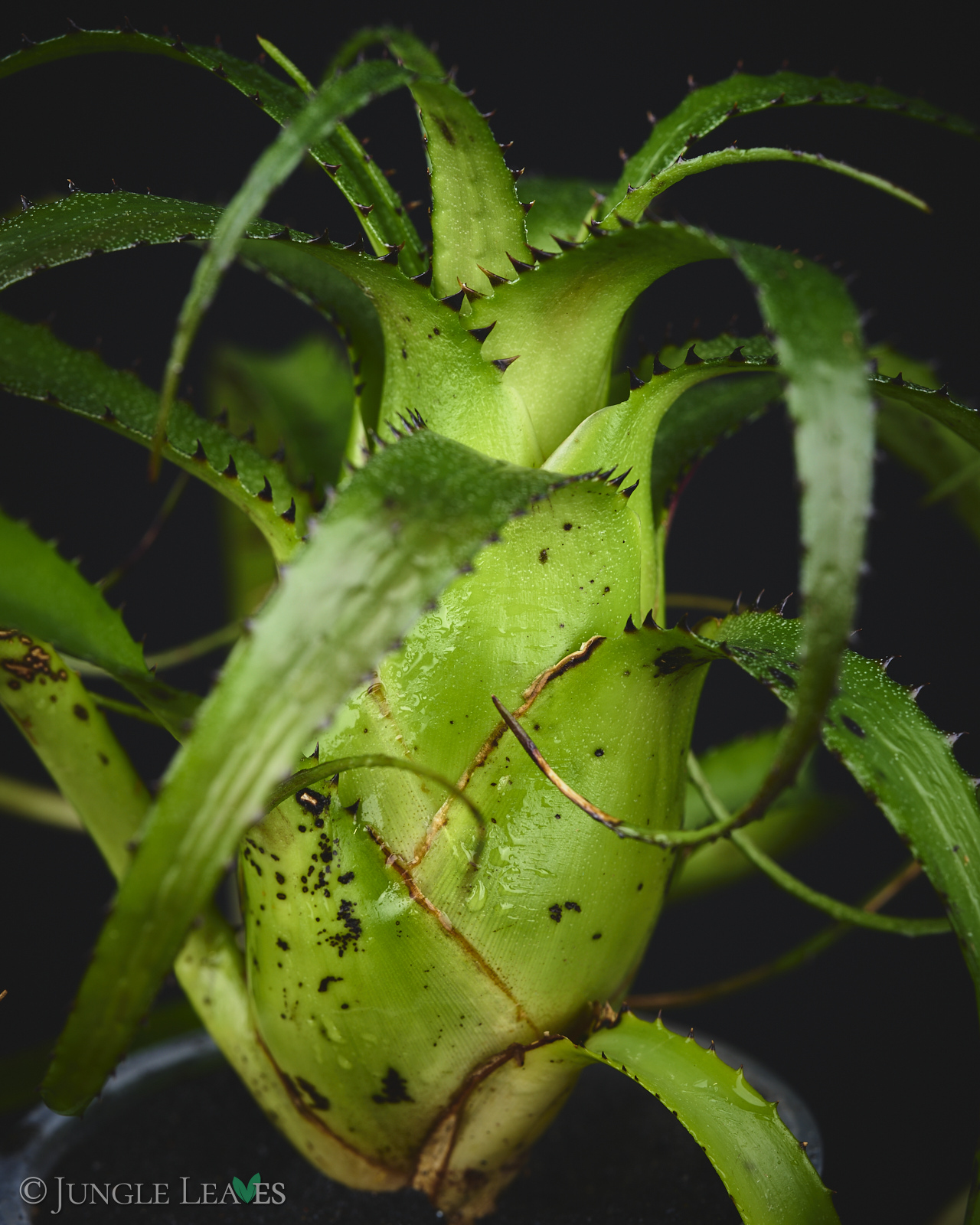 Neoregelia pendula (Hylaeaicum pendulum) – Bild 3