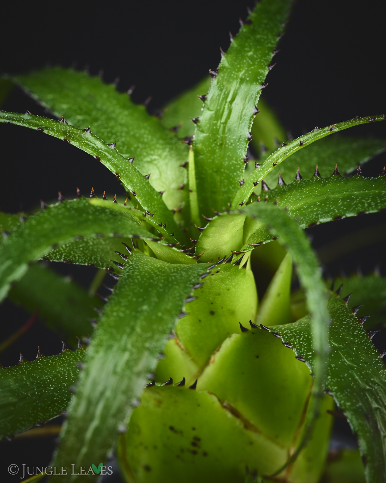 Neoregelia pendula (Hylaeaicum pendulum) – Bild 5