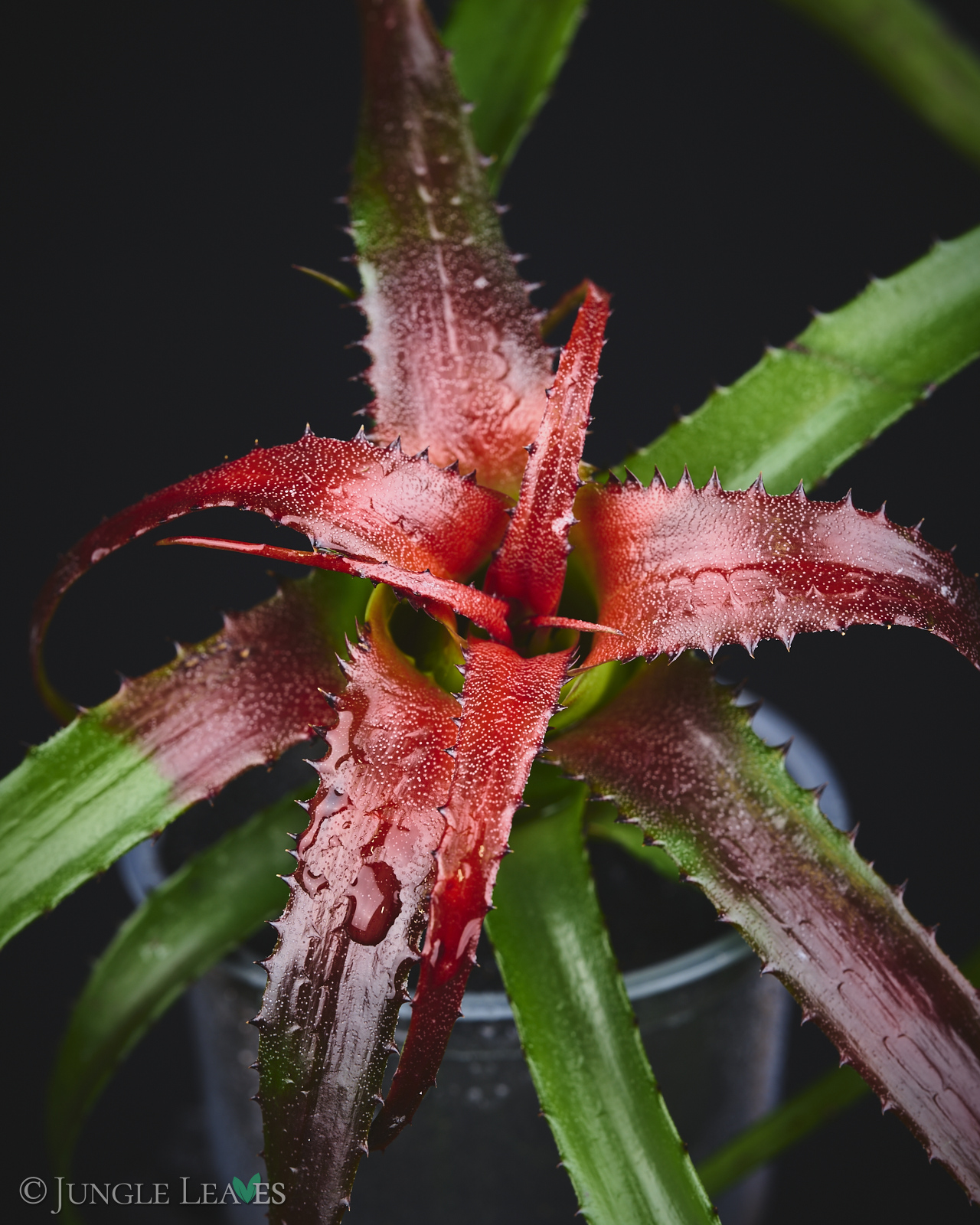 Neoregelia pendula (Hylaeaicum pendulum)
