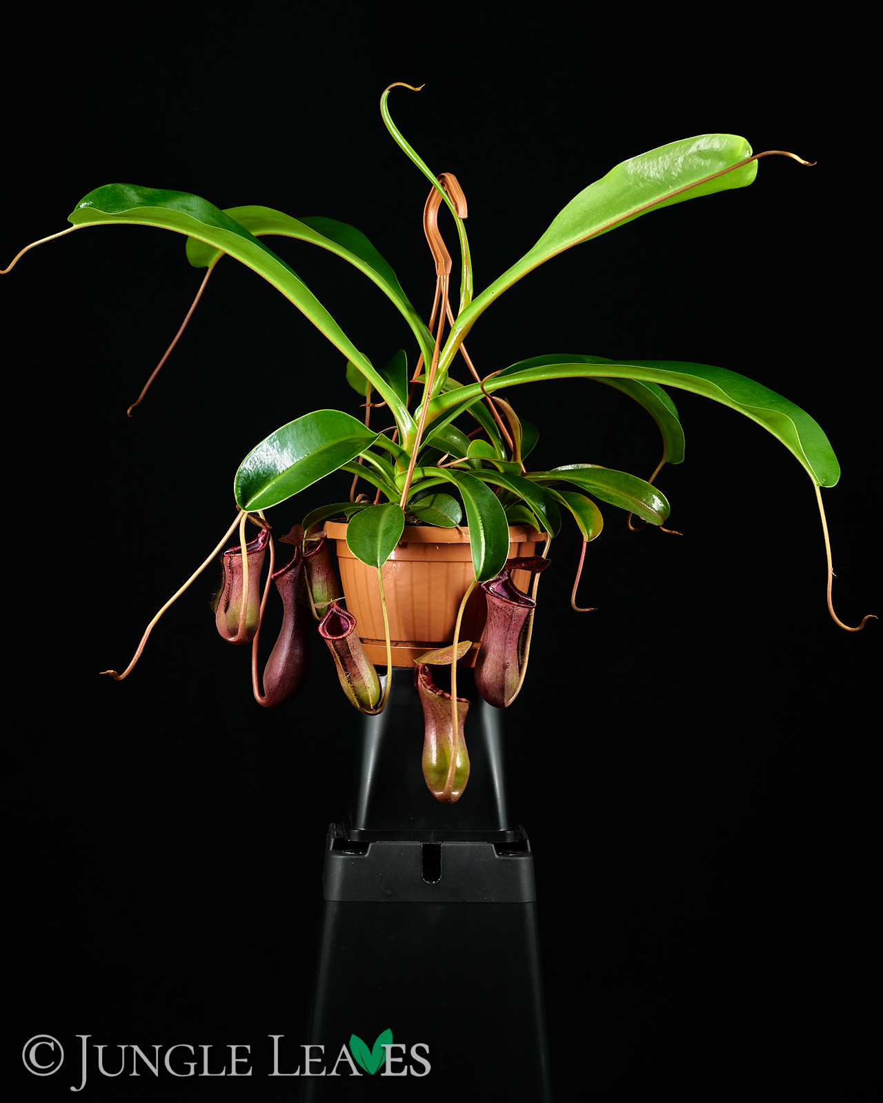 Nepenthes × Briggsiana (lowii × ventricosa) – Bild 4