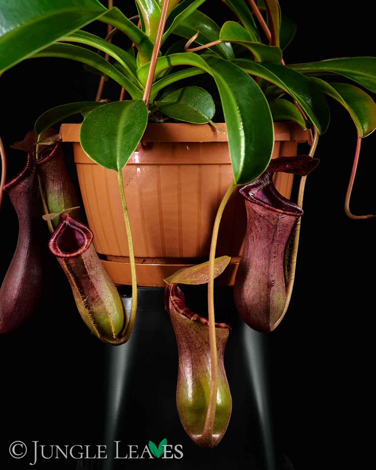 Nepenthes × Briggsiana (lowii × ventricosa) – Bild 3