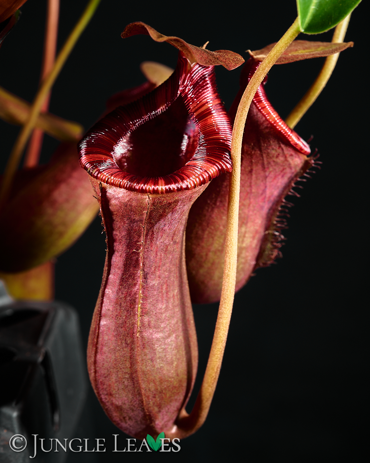 Nepenthes × Briggsiana (lowii × ventricosa) – Bild 6