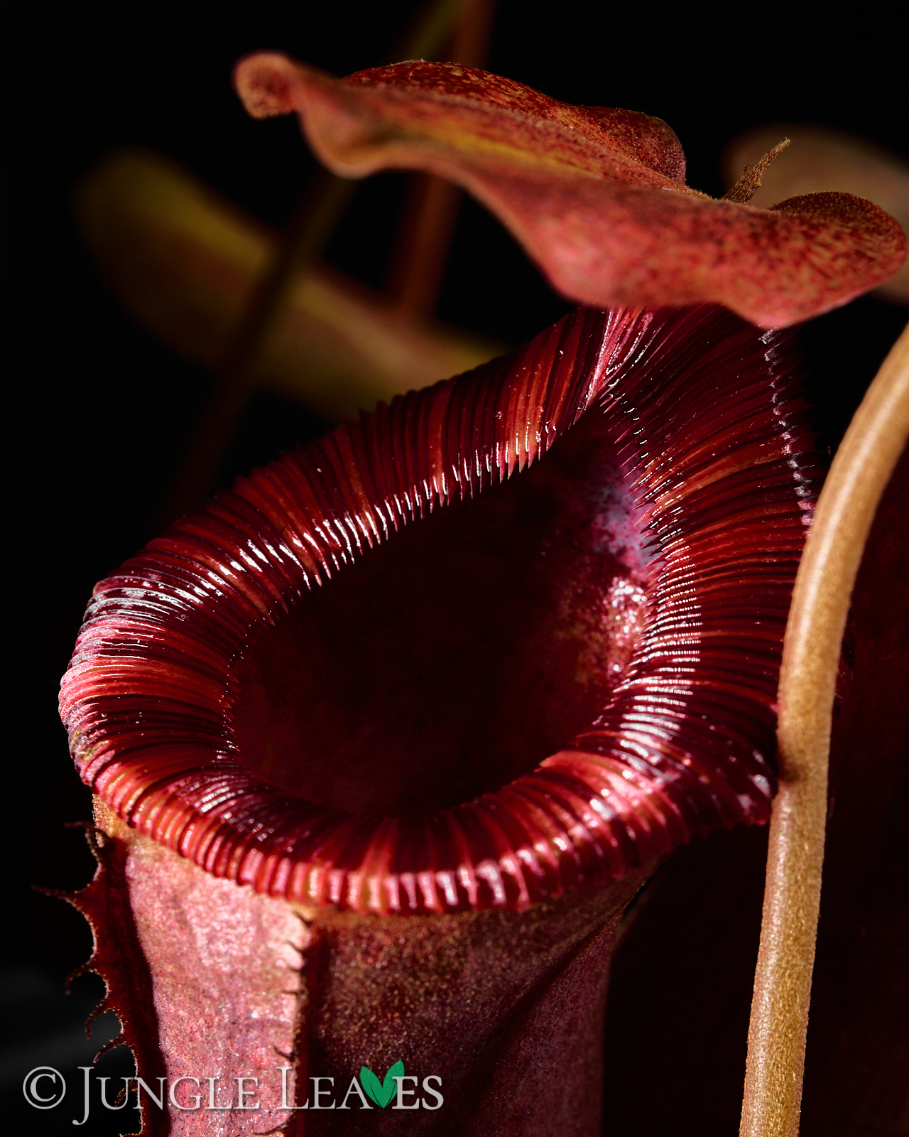Nepenthes × Briggsiana (lowii × ventricosa) – Bild 5