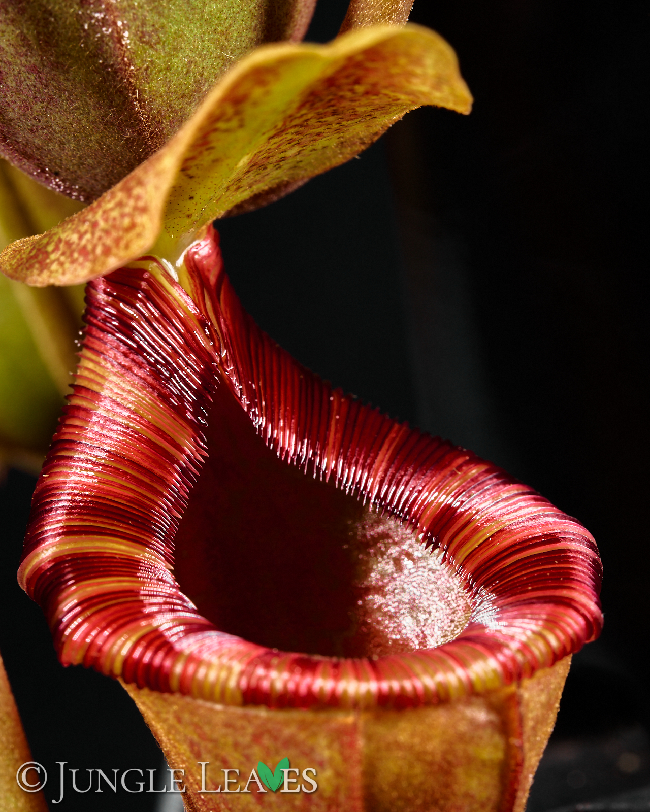 Nepenthes × Briggsiana (lowii × ventricosa) – Bild 2