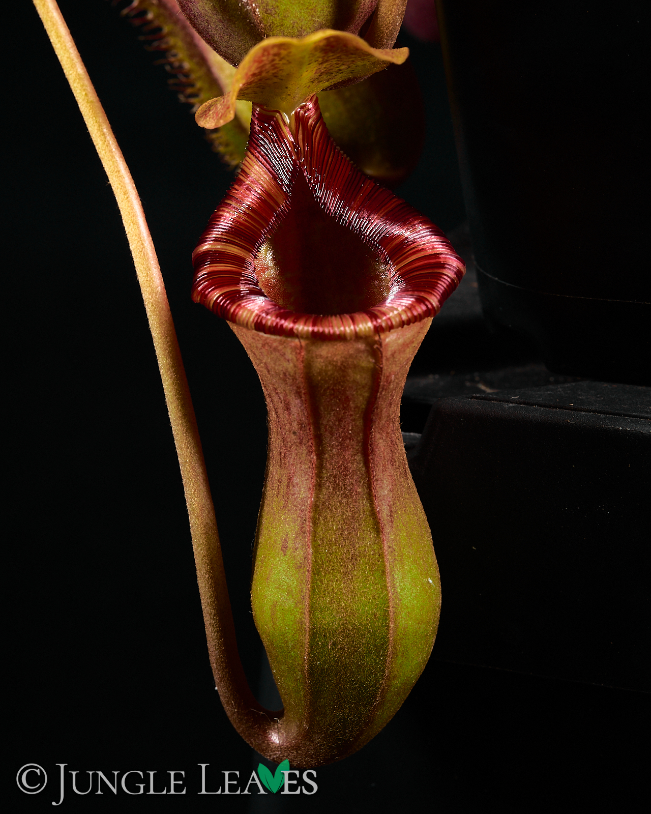 Nepenthes × Briggsiana (lowii × ventricosa)