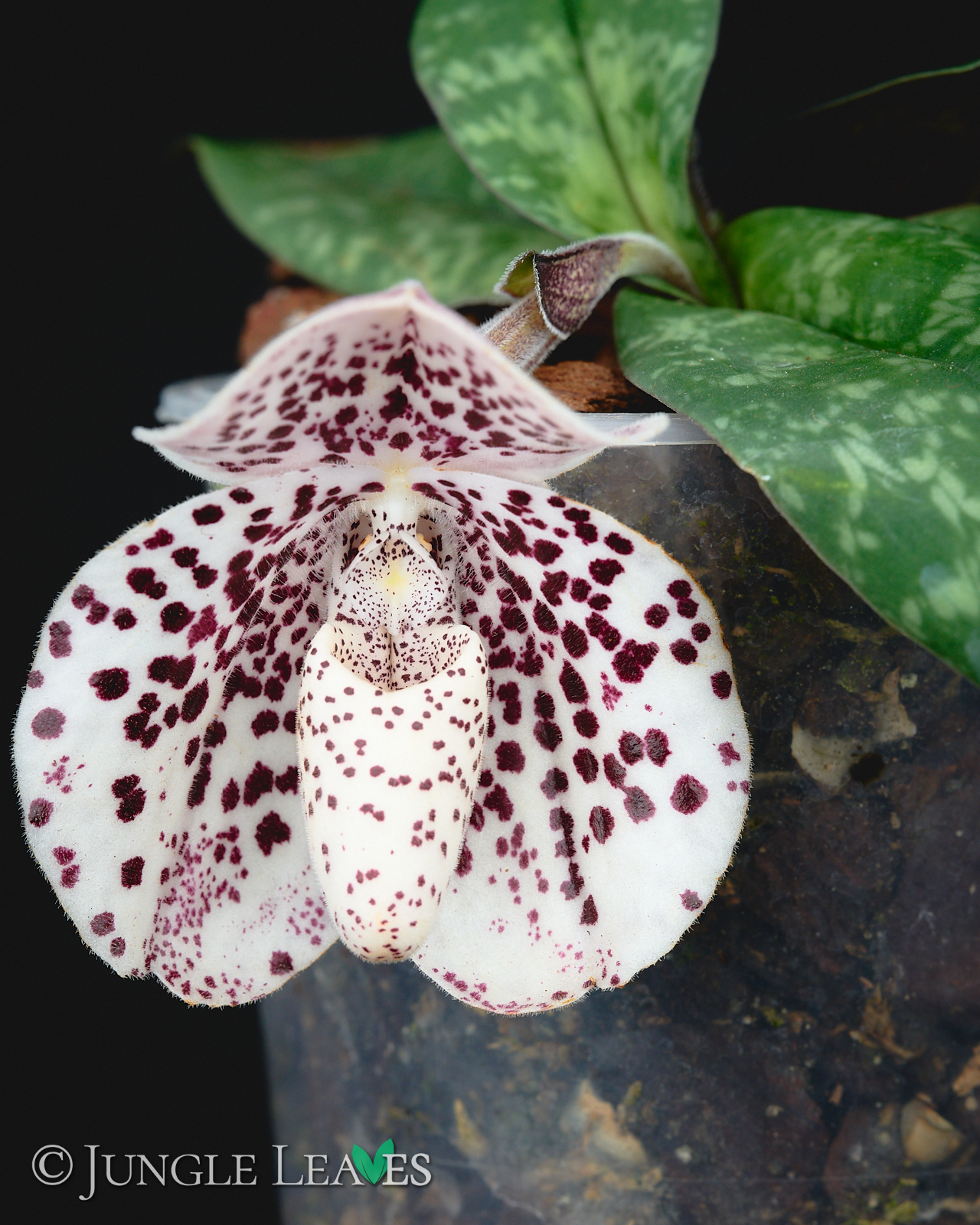 Paphiopedilum bellatulum – Bild 4