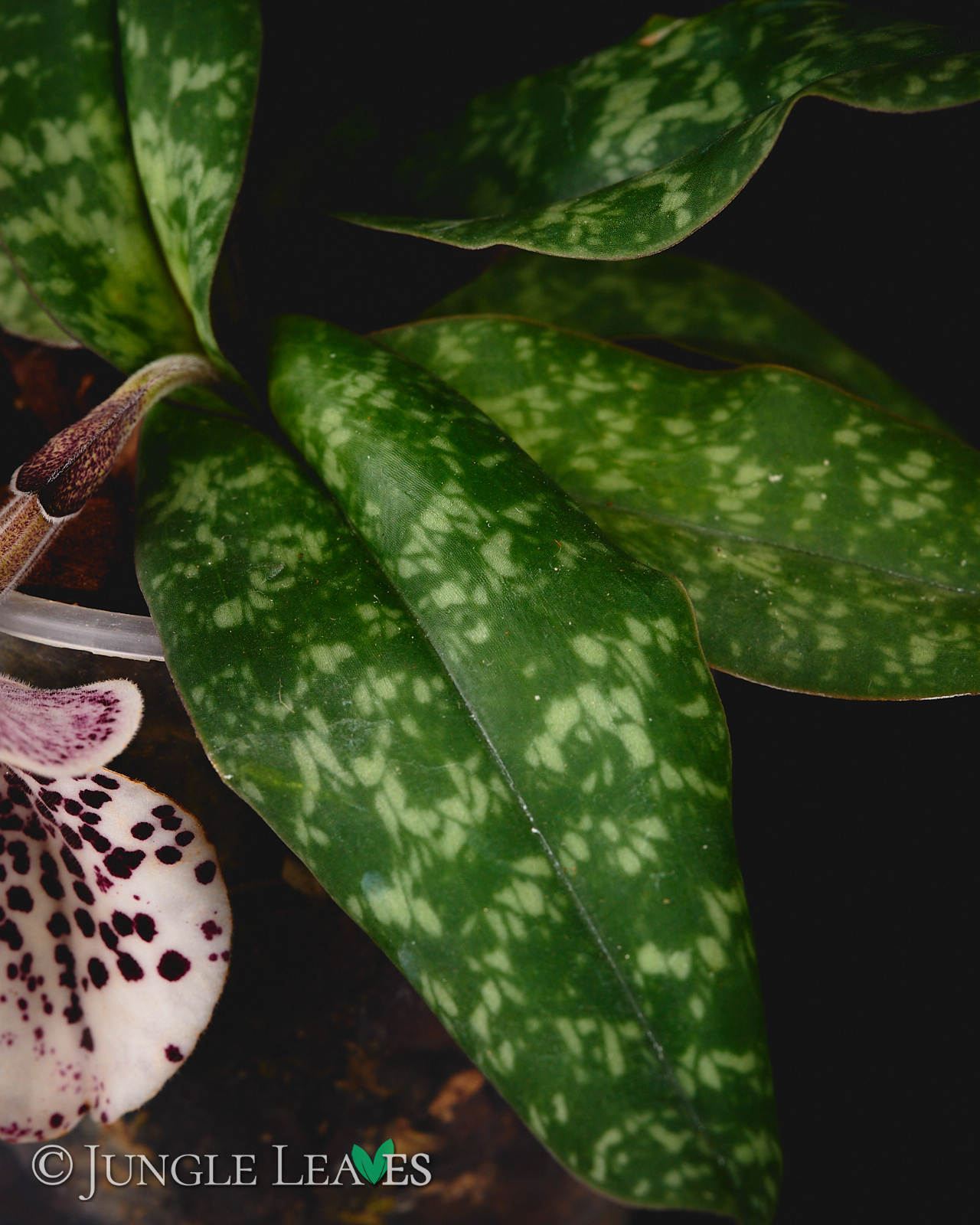 Paphiopedilum bellatulum – Bild 5