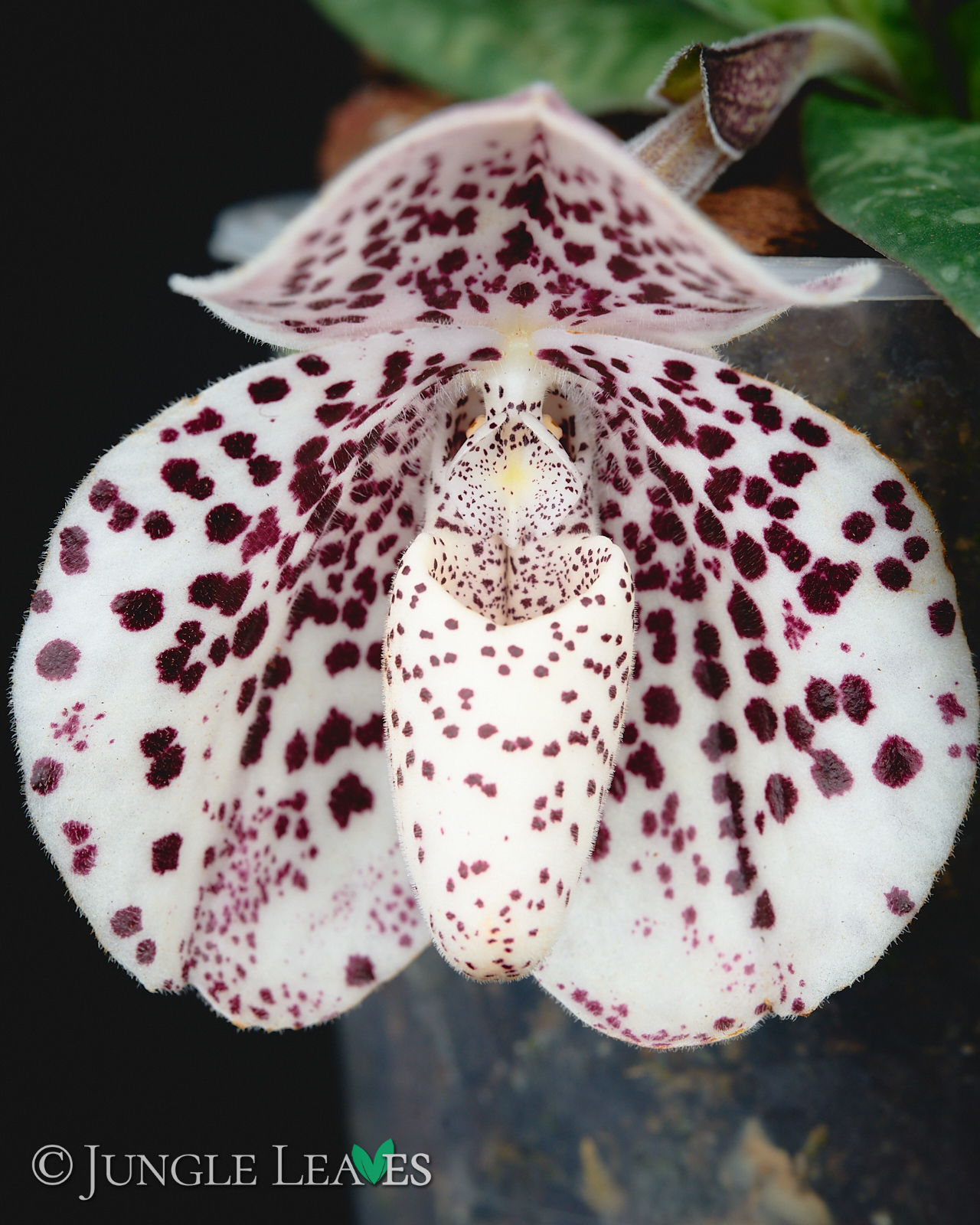 Paphiopedilum bellatulum