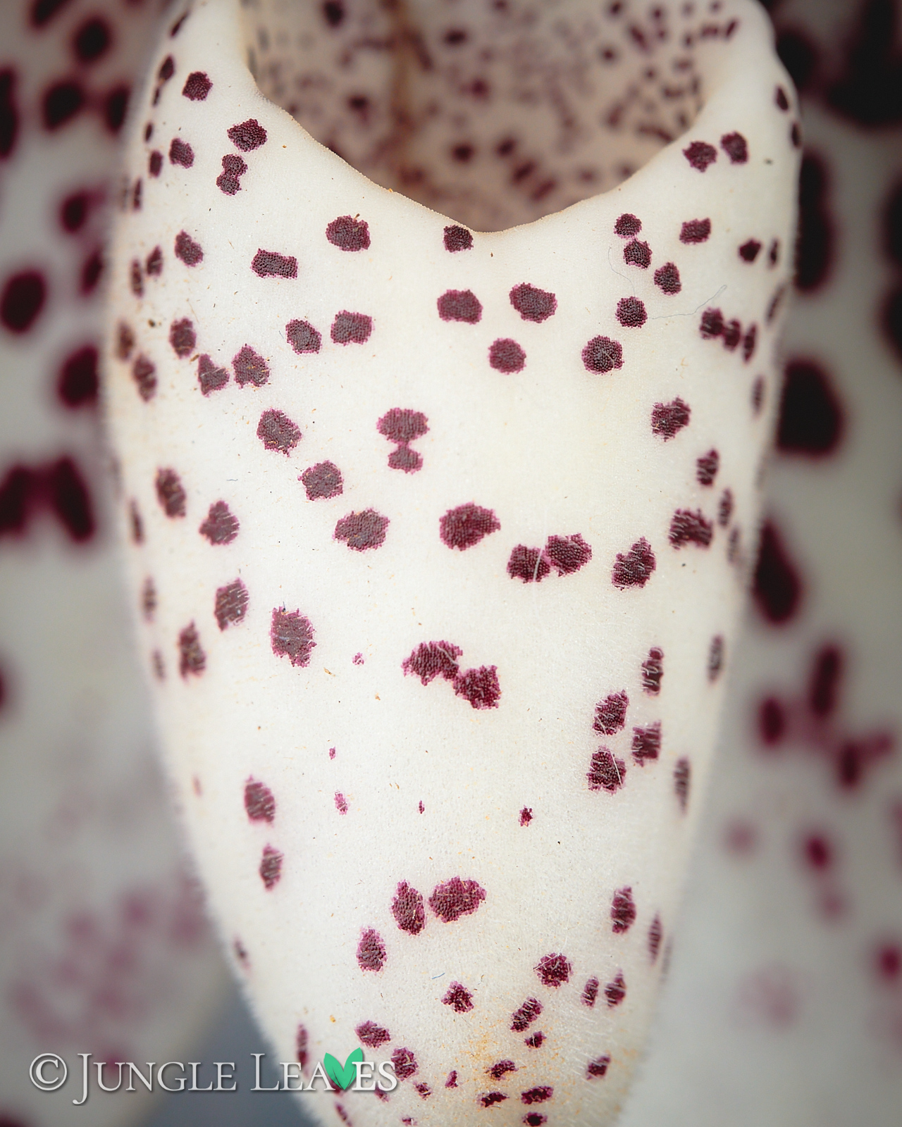 Paphiopedilum bellatulum – Bild 3