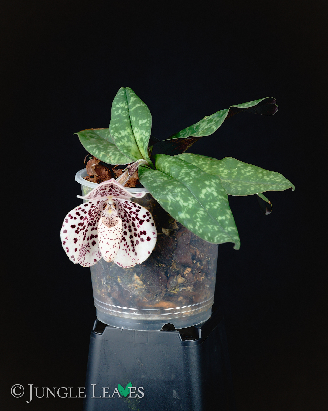 Paphiopedilum bellatulum – Bild 2