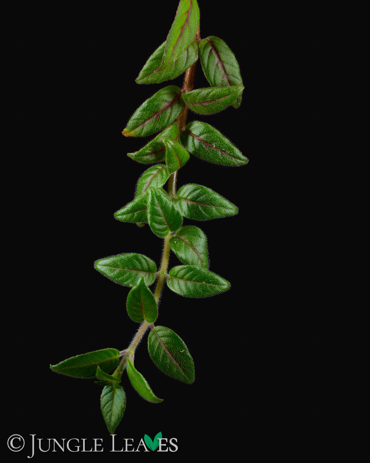 Paradrymonia campostyla