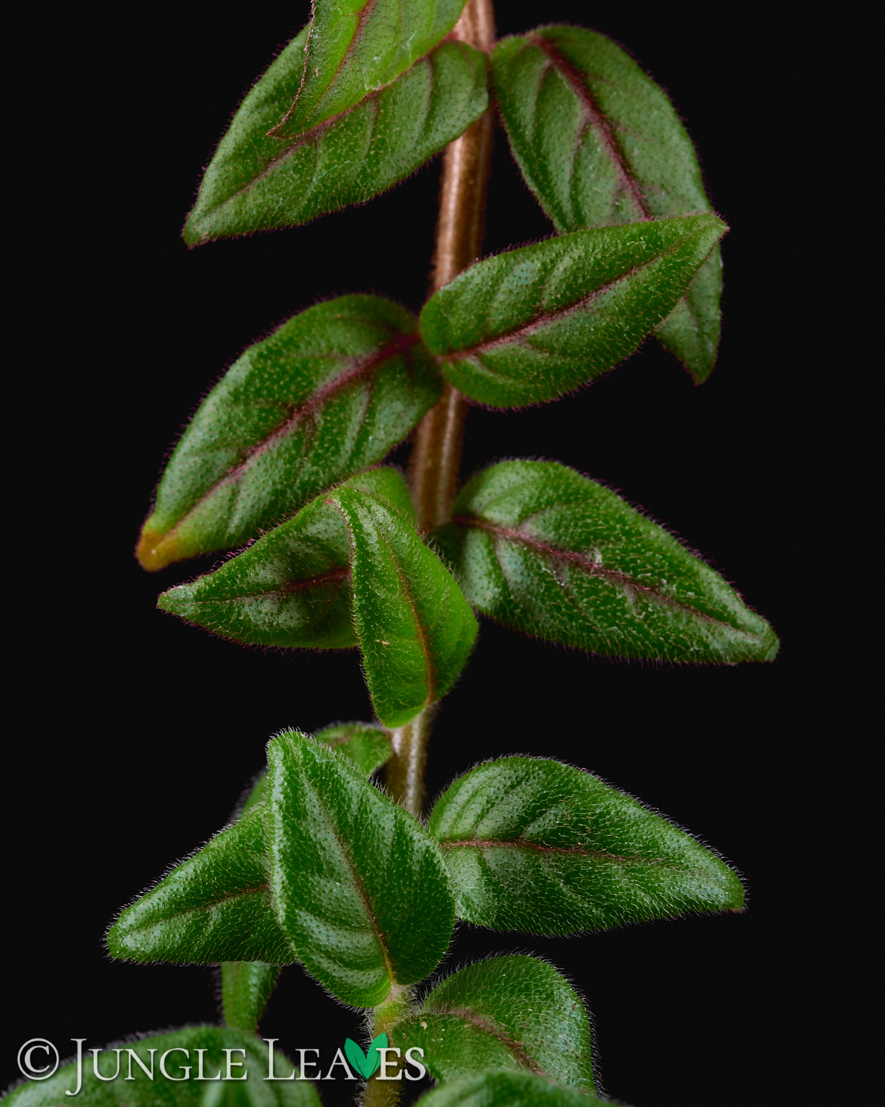 Paradrymonia campostyla – Bild 3