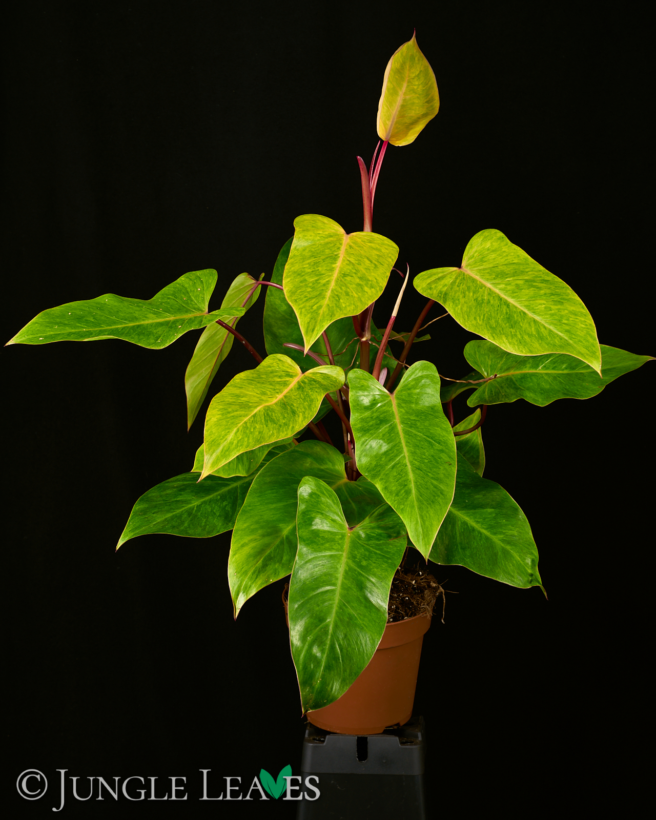 Philodendron ‚Painted Lady‘ – Bild 5